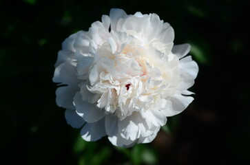 Nature flowers plants out of city village sunny