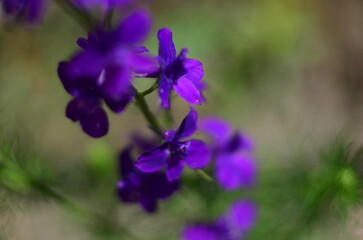Nature flowers plants out of city village sunny