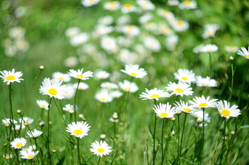 Fototapeta premium Nature flowers plants out of city village sunny
