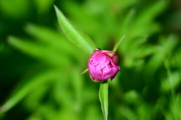 Nature flowers plants out of city village sunny