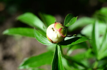 Flower plants in the garden closeup out of city village nature