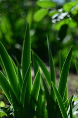 Flower plants in the garden closeup out of city village nature