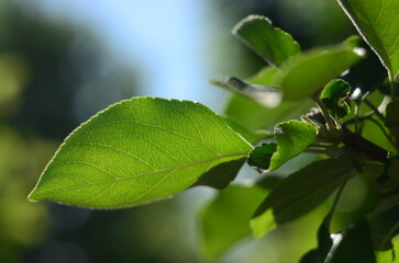 Flower plants in the garden closeup out of city village nature