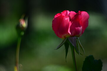 Nature flowers plants out of city village sunny
