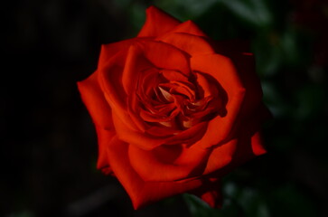 Naklejka premium Nature flowers plants out of city village sunny