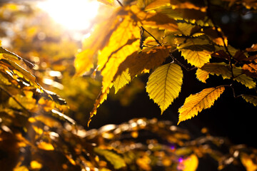 autumn leaves in the sun