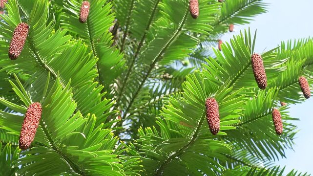 Wollemi pine tree with Cone shape pine tree flower in wind is breezing, unique endangered species and one of the world's oldest and rarest plants