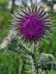 Close-up of a vibrant purple thistle flower in a green field.