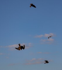 Low angle shot of four birds flying high against a clear blue sky on a sunny day