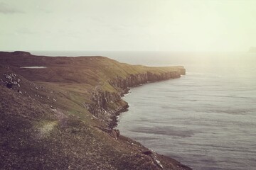 Herd of domestic sheep grazing on a coastal cliff in the Faroe Islands on a foggy cloudy day