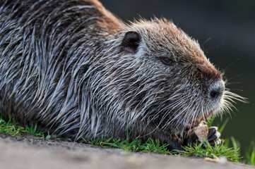 A nutria rests on the grassy riverbank, nibbling a piece of bread with a tranquil expression, surrounded by a calm natural setting