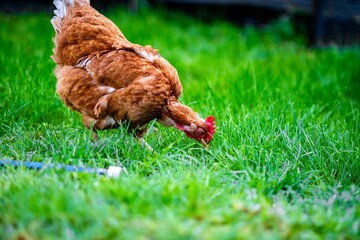 Brown chicken pecking in green grass on a farm