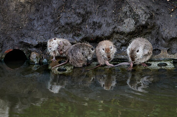 Fototapeta premium A nutria family rests on the muddy riverbank, with one nutria lying down and others nestled together. The scene reflects a moment of rest in the animals' natural habitat.
