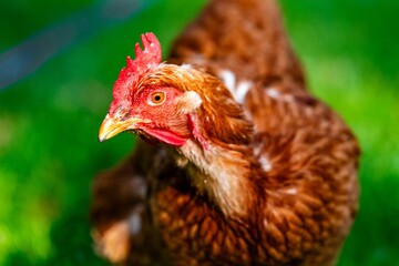 Close-up of a brown chicken with a red comb on green grass.