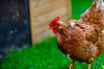 Brown chicken in a grassy area with a wooden coop background.