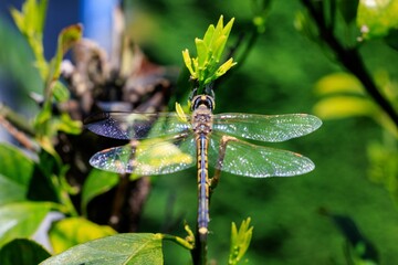 Close-up of a dragonfly perched on a leaf with its wings glistening in the sunlight