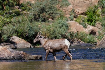 Bighorn sheep walking through a shallow stream in a natural forest setting