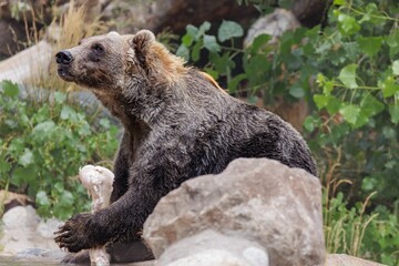 Fototapeta premium Grizzly bear in a natural habitat setting, sitting among rocks and greenery