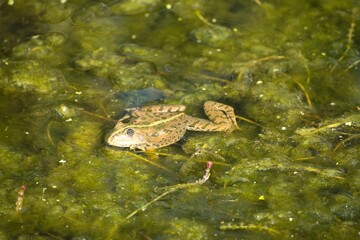 Close-up of a frog sitting in a pond surrounded by green algae in Genappe, Belgium
