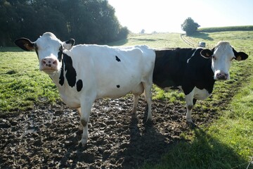 Black and white cows standing on a muddy path in Genappe, Belgium