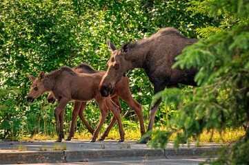 Naklejka premium Moose family with a mother and two calves walking on a paved path through a green forest