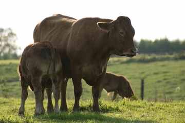 Cows Grazing in a Sunny Field
