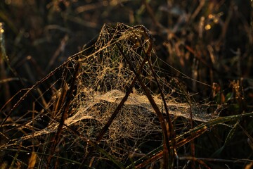 Spider web with morning dew in sunlight