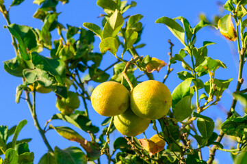 Ripe lemons on a branch in the garden at sunset