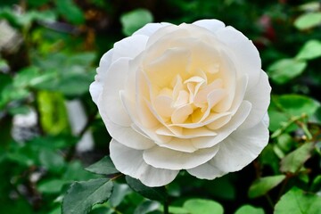 White rose in full bloom