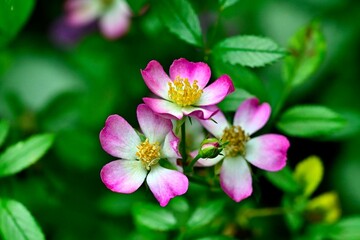 Pink and white flowers close-up