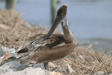 Brown Pelican Preening on Rocky Shore