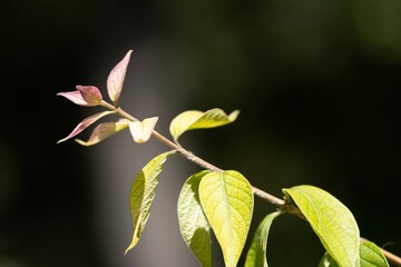 A Branch of a Plant in the Park