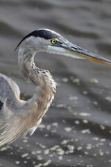 Close-up of a heron with a sharp yellow eye standing by the water.