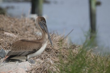 Brown pelican perched on rocks near water.
