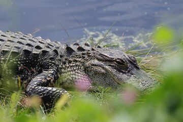 Alligator resting by the water's edge