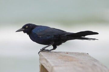 Black bird perched on a wooden railing. - Powered by Adobe