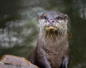 Curious otter close-up with blurred water background.