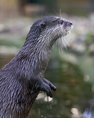 Close-up of a wet otter standing by the water.