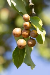 Obraz premium Callery Pear. Pyrus Calleryana. Family Rosaceae