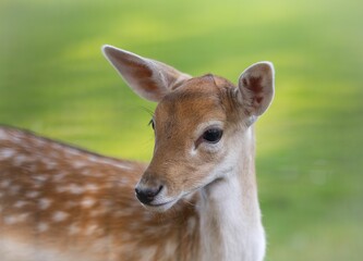 Close-up of a young deer with a blurred green background.