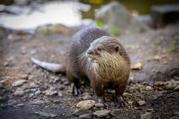 Fototapeta premium Close-up of an otter on rocky ground near water