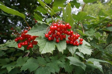 Bright red berries on green leaves in nature.