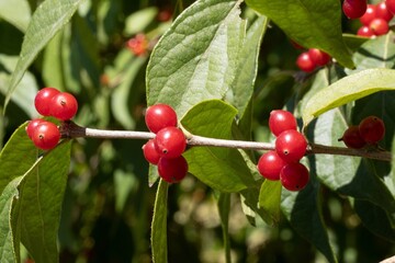 The Red Berries of Bush Honeysuckle, in Autumn