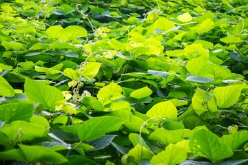 Vibrant leaves with sunlight filtering through, showcasing nature's beauty.