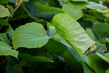 Close-up of lush green leaves in a garden, showcasing the vibrant colors of the foliage.