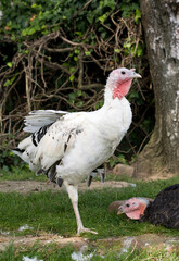two free range turkey hens on farm