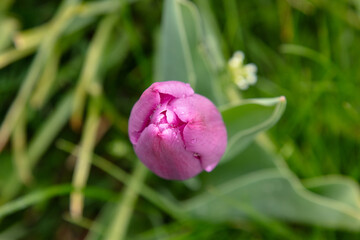 pink tulip with green leaves, view from the top