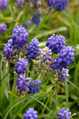 lavender flowers grow in the garden, close up