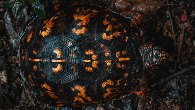Box turtle with a detailed and colorful shell pattern in a natural setting.