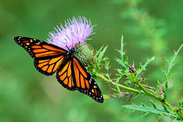 Obraz premium Monarch butterfly on a purple thistle flower.